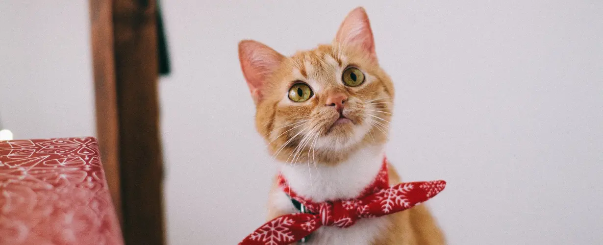 Nostro expetenda voluptatum sit ex