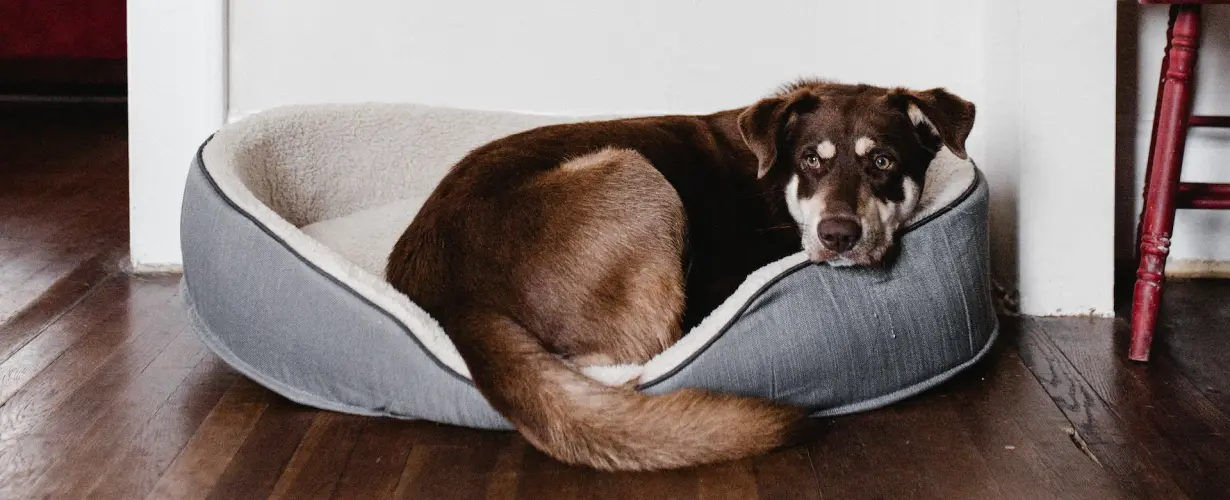 The standard Lorem Ipsum passage, used since the 1500s