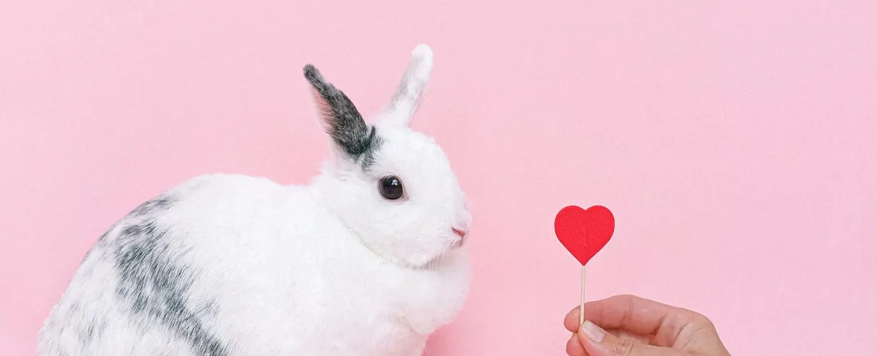 Scelerisque vestibulum urna vestibulum 