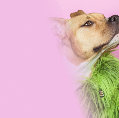 Köpek Aksesuarları